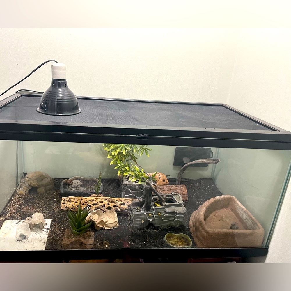 50 Gallon Reptile tank and setup